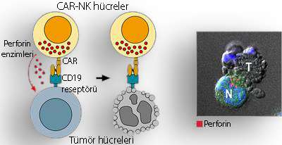 car nk hücre etki mekanizması