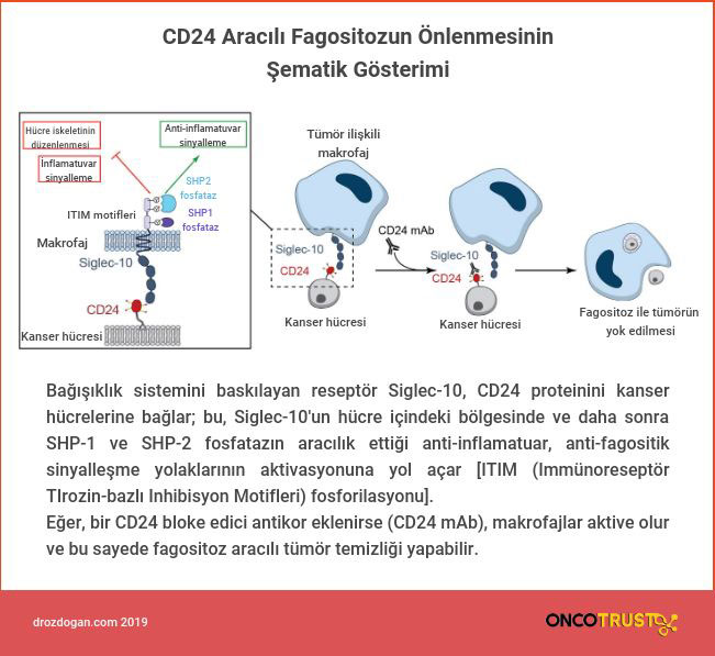cd24 aracili fagositozun onlenmesinin sematik gosterimi