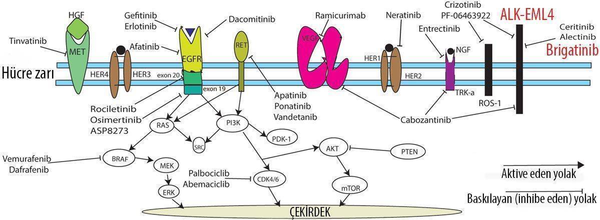 ceritinib alunbrig etki mekanizması alk pozitif kucuk hucre disi akciger kanseri kanserde hedefe y