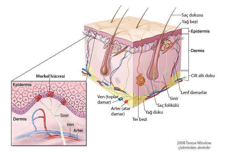 cildin derinin merkel hucreleri histoloji