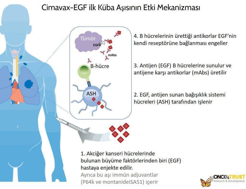 cimavax 1024x790