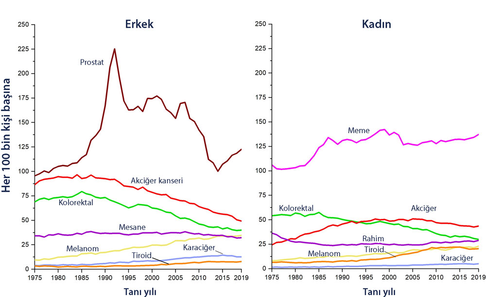 Cinsiyete göre seçilmiş kanserler için insidans oranlarındaki eğilimler ABD 1975–2019