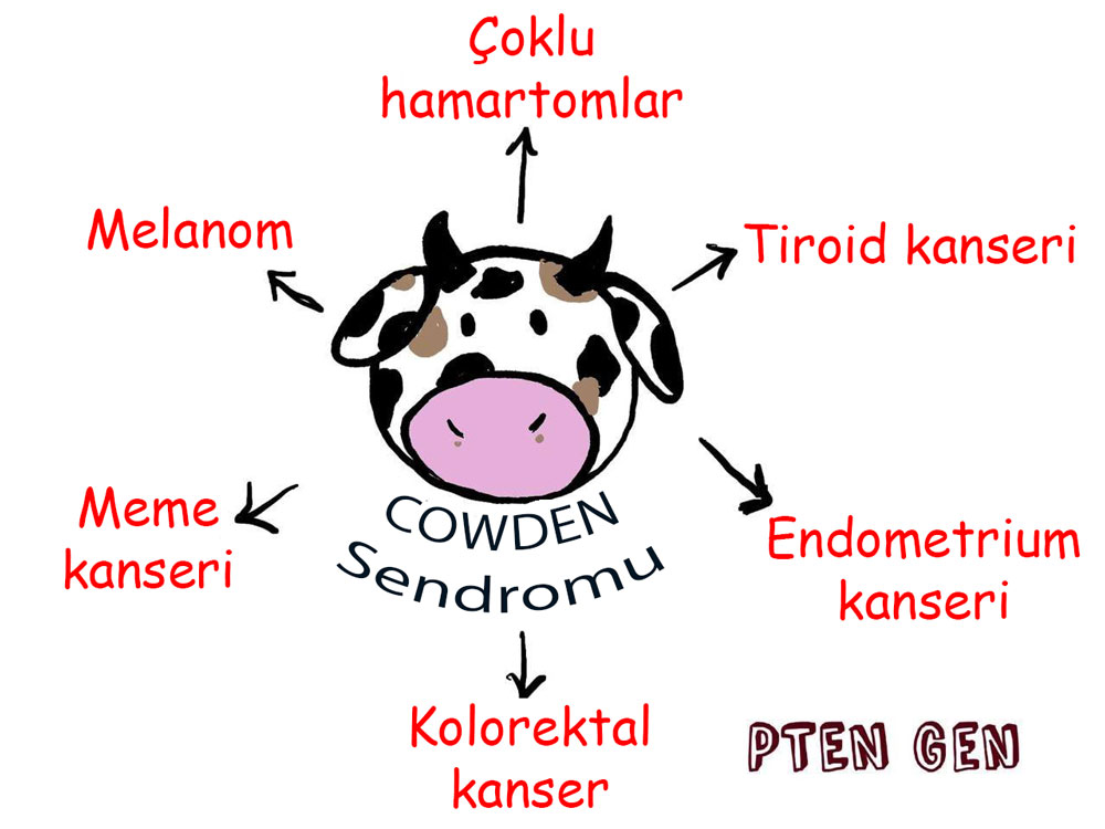 cowden sendromu nedir belirtileri pten gen mutasyonu kanserlerle ilişkisi