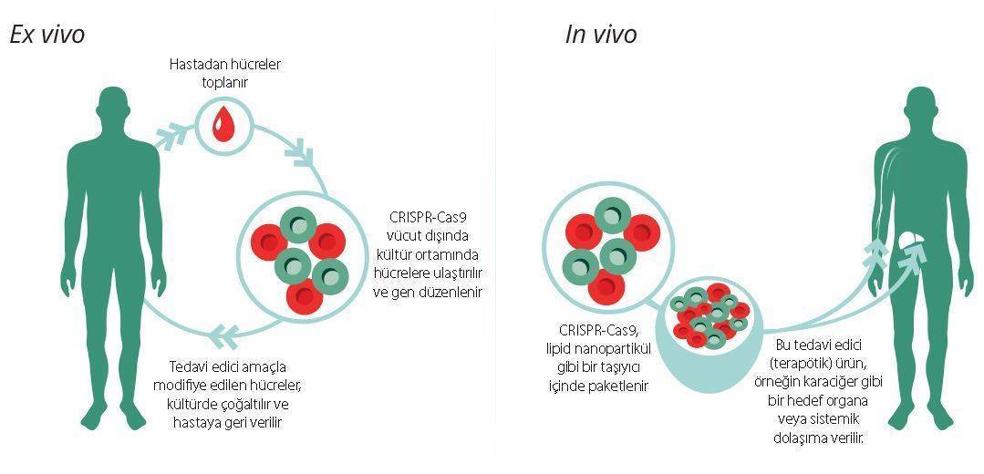 crispr cas9 hazirlanma ve uygulama sekilleri ex vivo in vivo