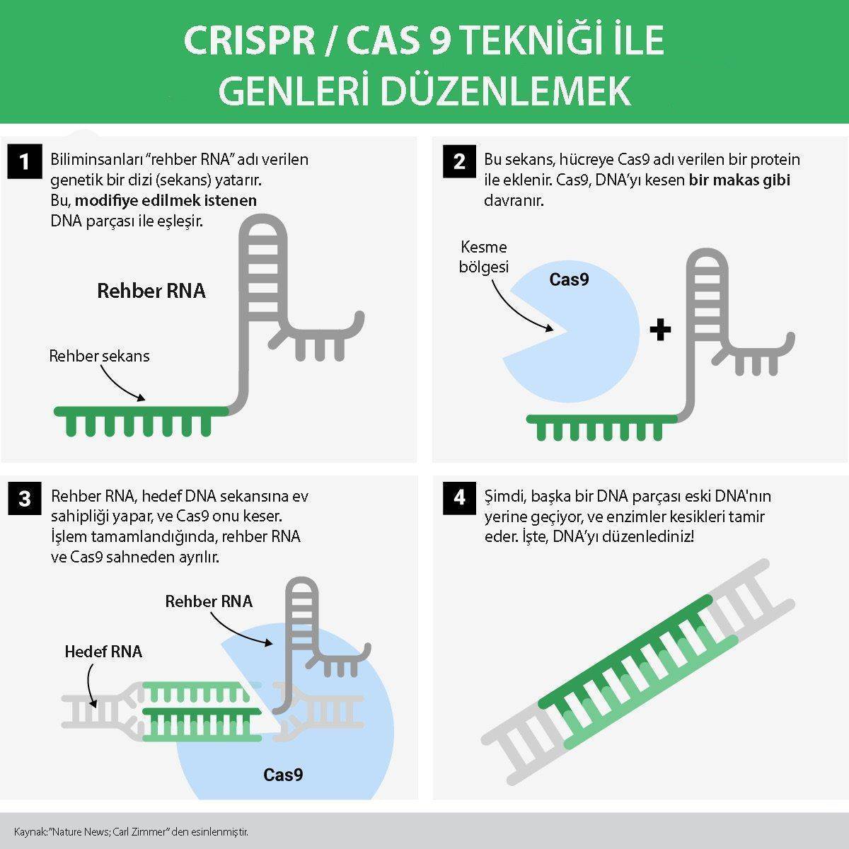 crispr cas9 nedir nasil uygulanir genleri ve dna duzenlemek