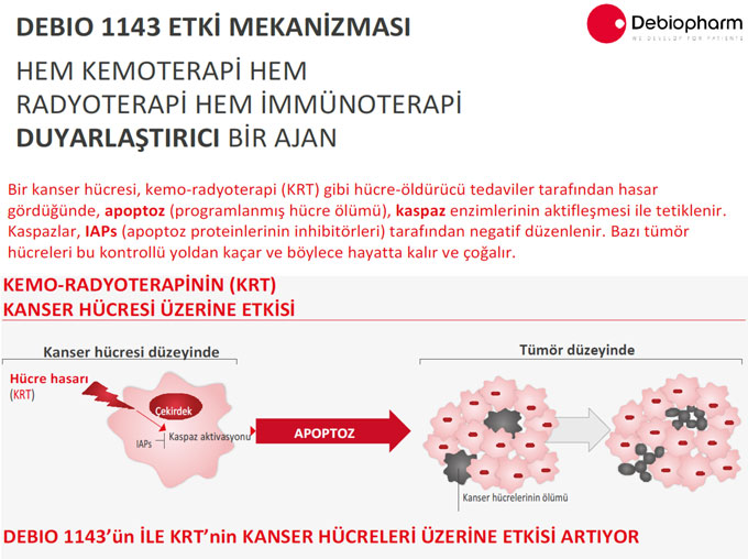 debio 1143 etki mekanizmasi