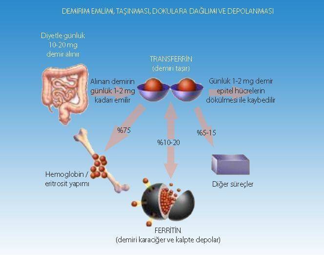 demir transferrin ferritin hemoglobin demirin emilimi mekanizması