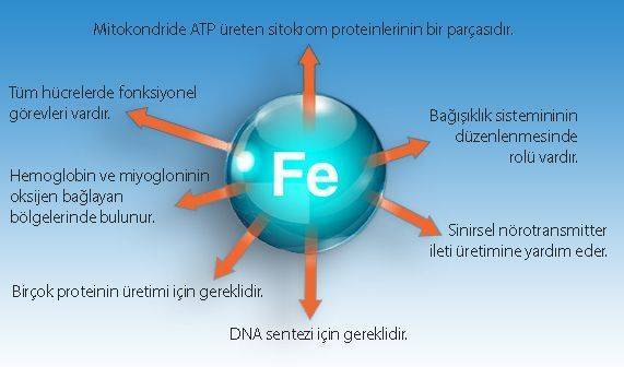 demirin insan fizyolojisinde biyolojik görevleri fonksiyonları