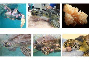 İnsan Kanserlerinden Alınan Derslerle, Deniz Kaplumbağalarının Kanseri Tedavi Edildi