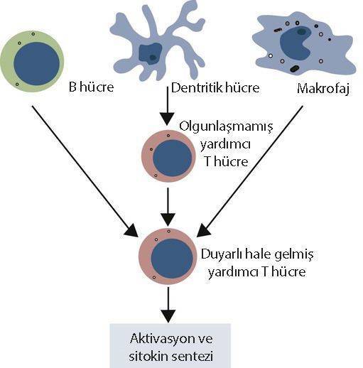 dentritik hücre nasıl etki eder