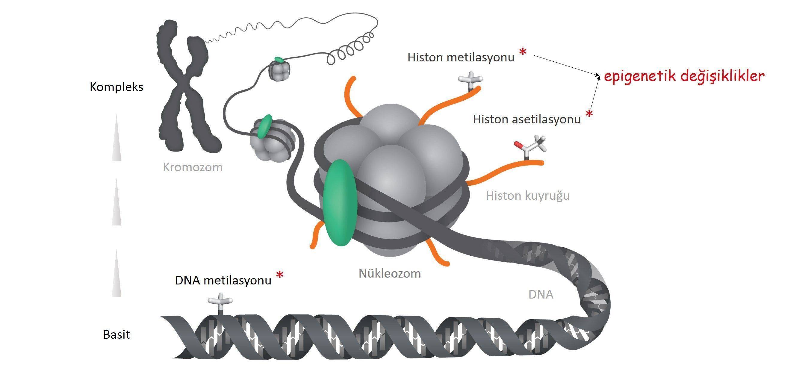 dna metilasyonu nedir epigenetik