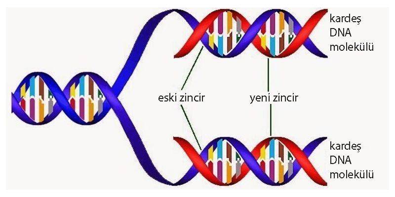 dna sentezi 2 yeni dna oluşması