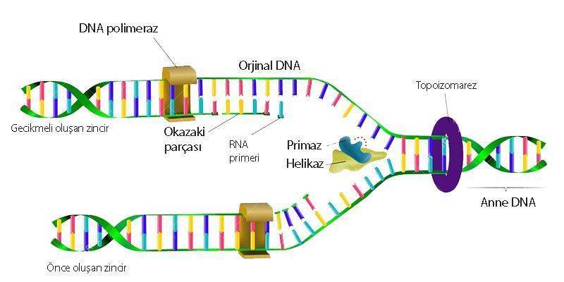 dna sentezi 2 yeni dna oluşması