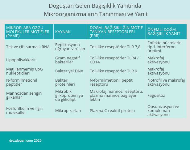 dogustan gelen bagisiklik yanitinda mikroorganizmalarin taninmasi ve yanit