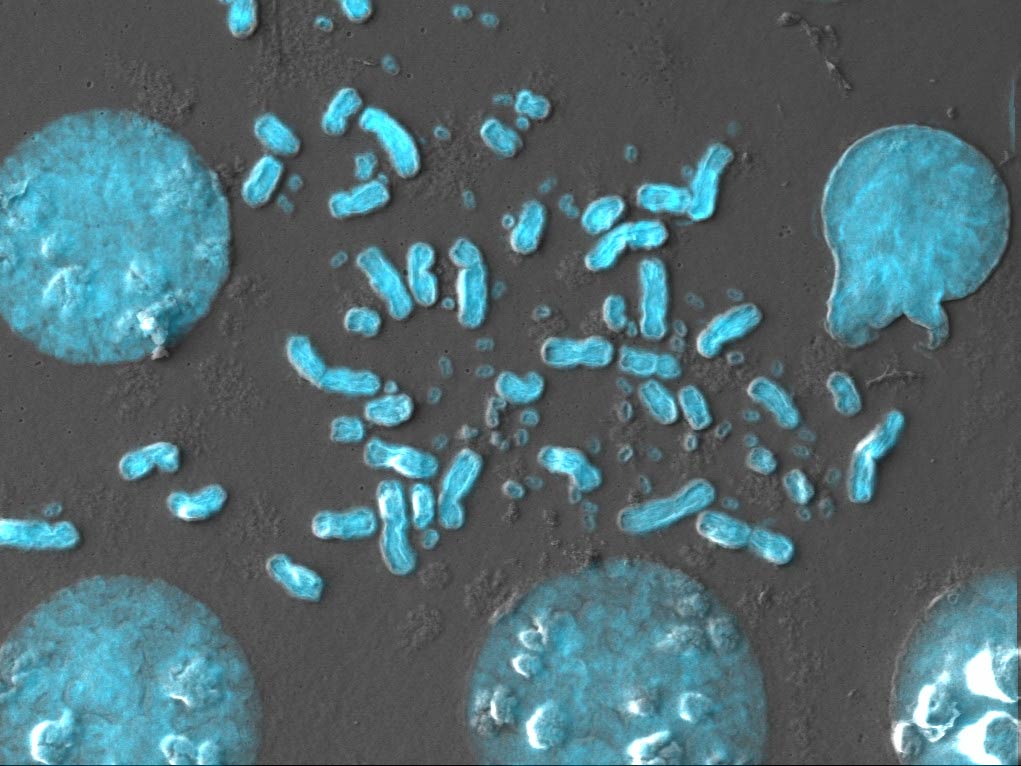 ekstra kromozomal DNA
