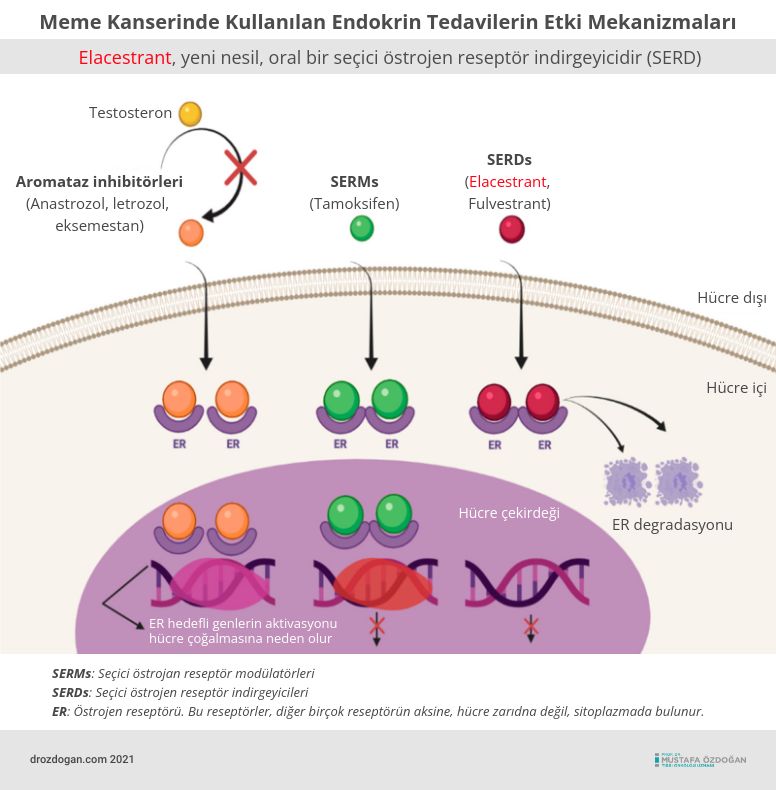 elacestrant yeni nesil hormon pozitif meme kanseri tedavisi icin oral bir secici ostrojen reseptor 