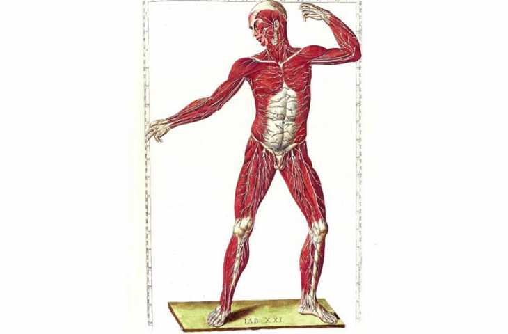 Eustachi'nin Kurtarılmış Başyapıtları 1552 – Anatomide doğruluk devri başlıyor