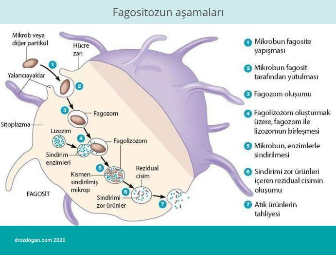 fagositozun asamalari