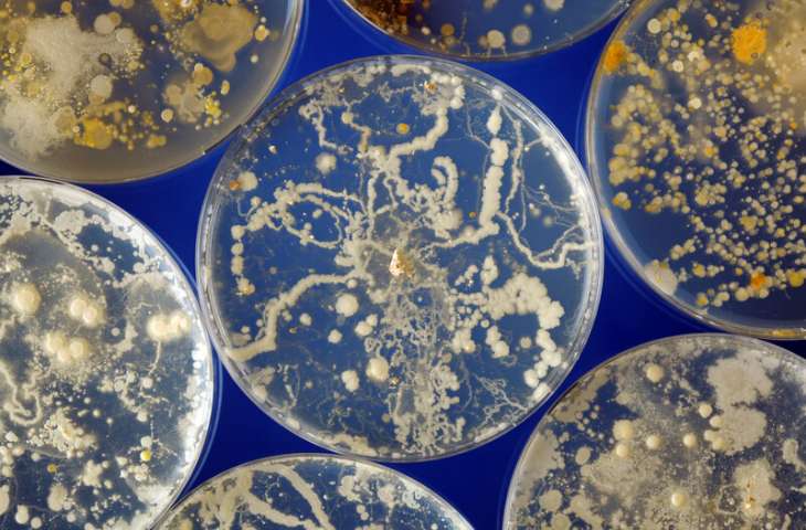 Fekal transplant (dışkı nakli) sonrası bir hastanın yaşamını kaybetmesi üzerine FDA uyardı
