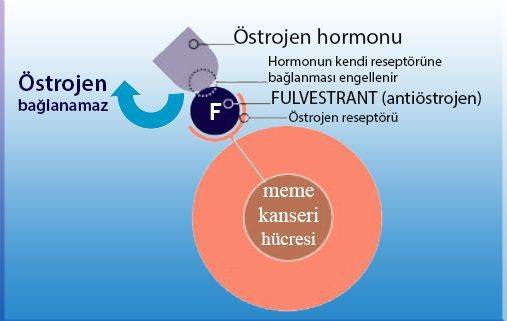 fulvestrant faslodex etki mekanizması