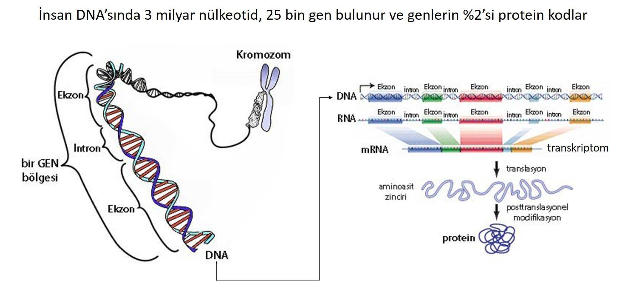 gen nedir insanda ne kadar gen bulunur kromozom dna