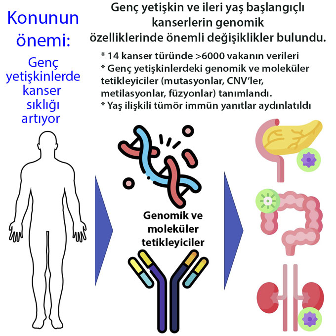 genç yetişkin ve ileri yaş başlangıçlı kanserlerin genomik özelliklerinde önemli değişik