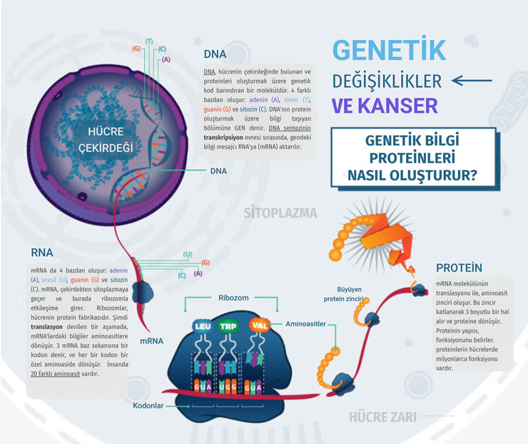genetik degisiklikler ve kanser