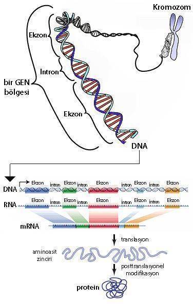 genom ekzom kromozom gen ekzo intron dna rna mrna aminoasit protein