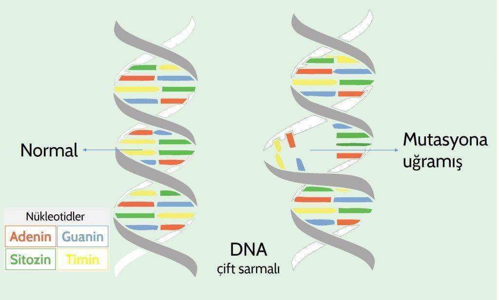 genom gentik bilgi DNA mutasyon nükleotid pürinler pirimidinler guanin adenozon timin sitozin 102