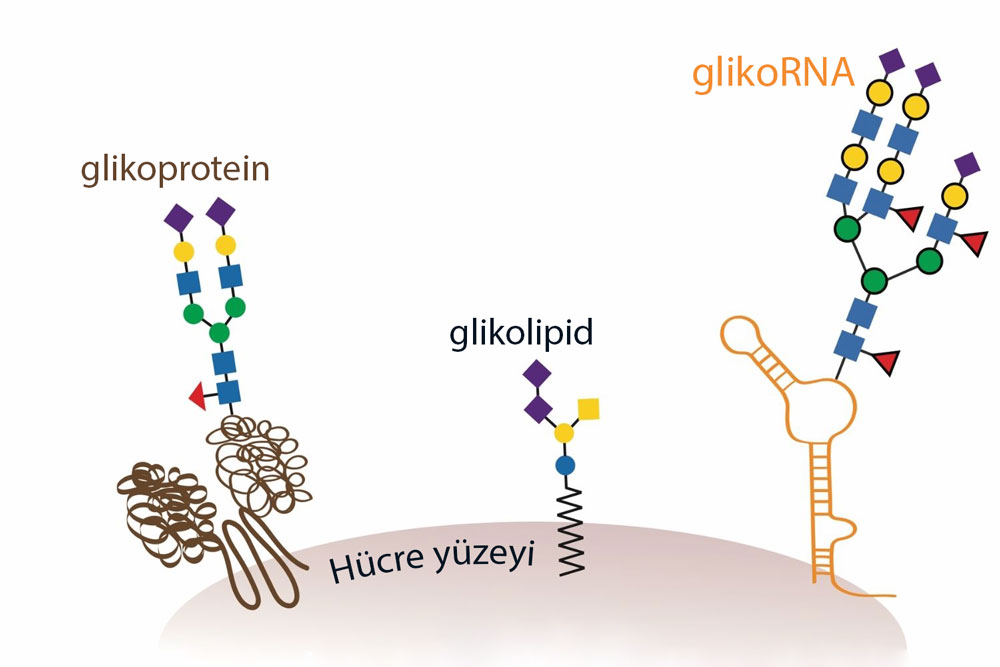 GlikoRNA neidr yeni bir glikan molekülü