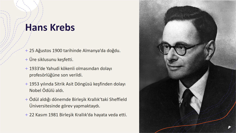 hans krebs tca siklusu enerji metabolizması