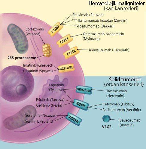 hedefe yonelik kanser tedavileri akilli ilaclar solid tumorler kan kanserleri