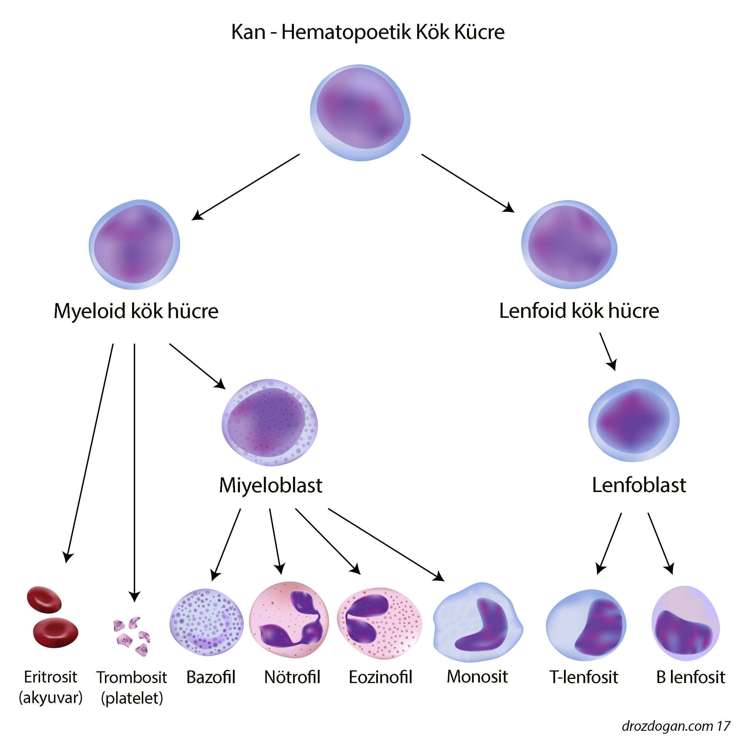 hematopoetik kan kök hücre myeloid lenfoid