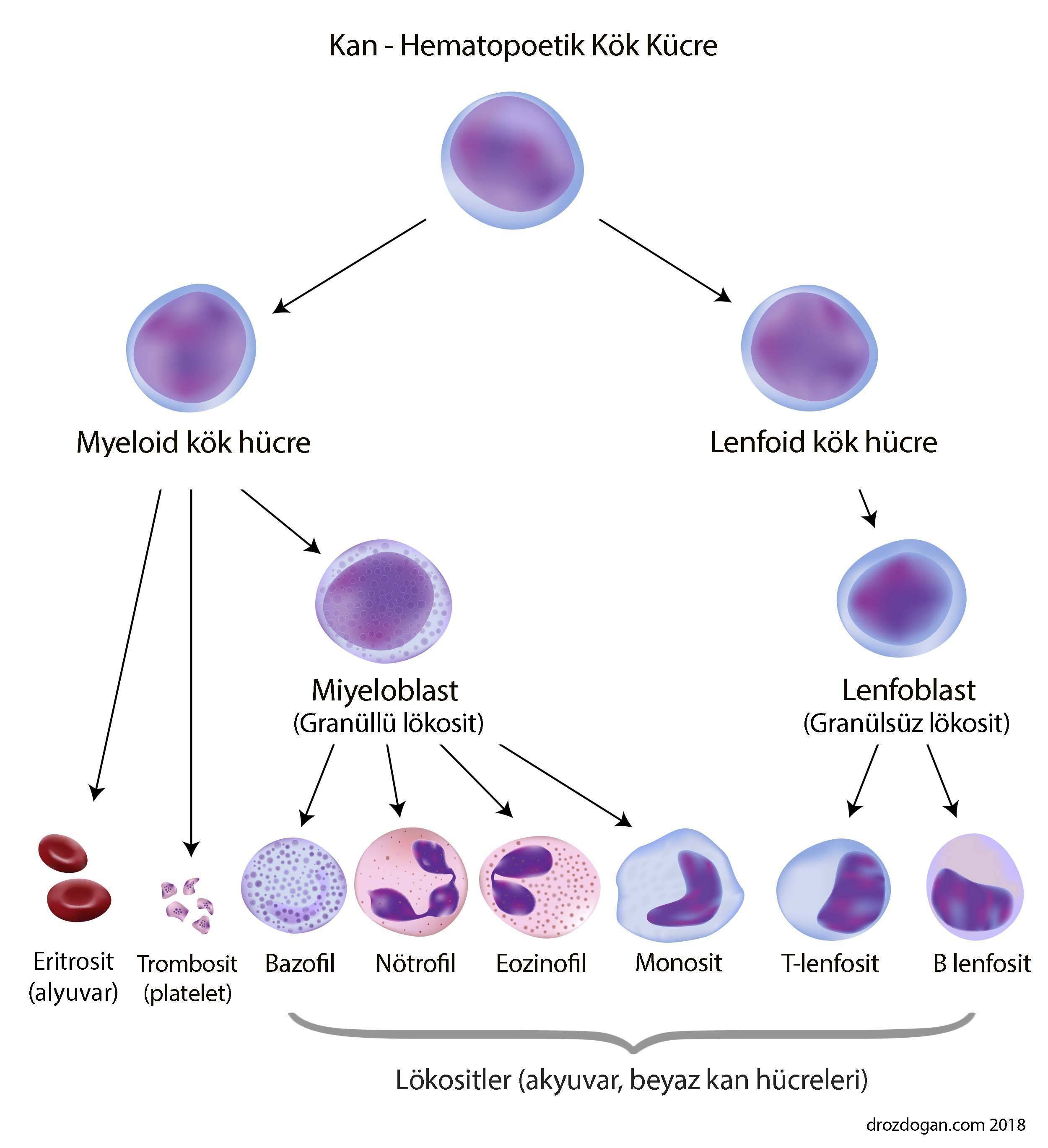 hematopoetik kan kok hucre myeloid lenfoid sistem lokositler