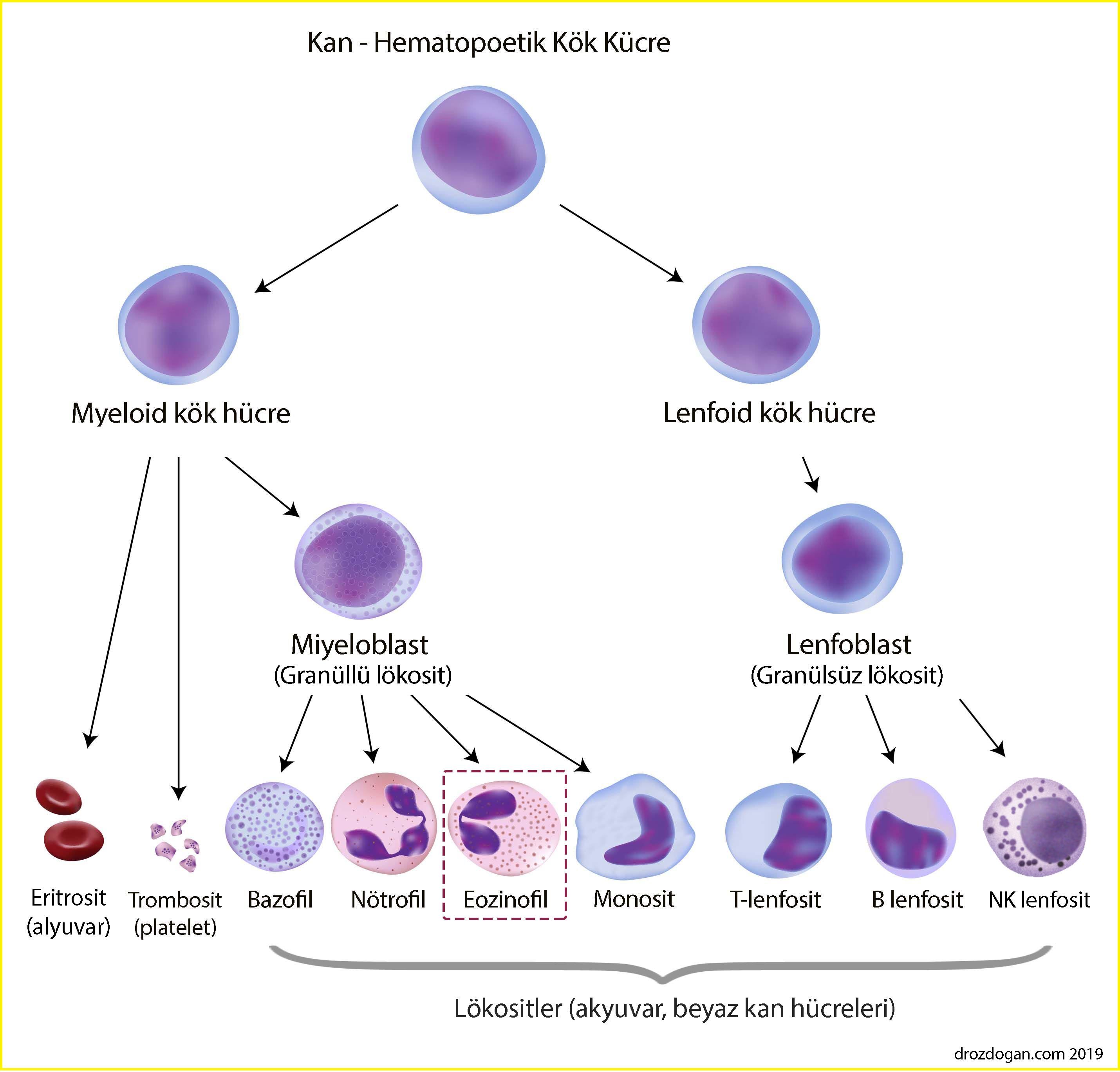 hematopoetik kan kok hucre myeloid lenfoid sistem lokositler eozinofil nedir