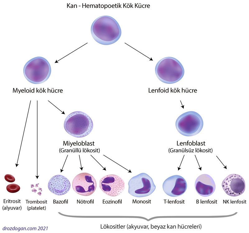 hematopoetik kan kok hucre myeloid lenfoid sistem lokositler nedir