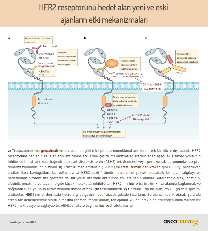 her2 pozitif kanserlerde hedefli ilaclarin etki mekanizmalari tucatinib margetuximab deruxtecan (1)