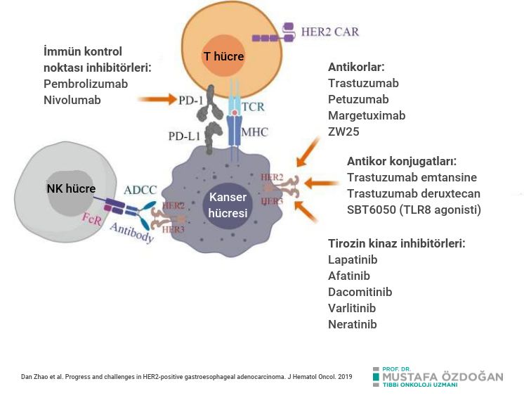 her2 pozitif mide kanserinde hedefler ve antikanser ilaclar