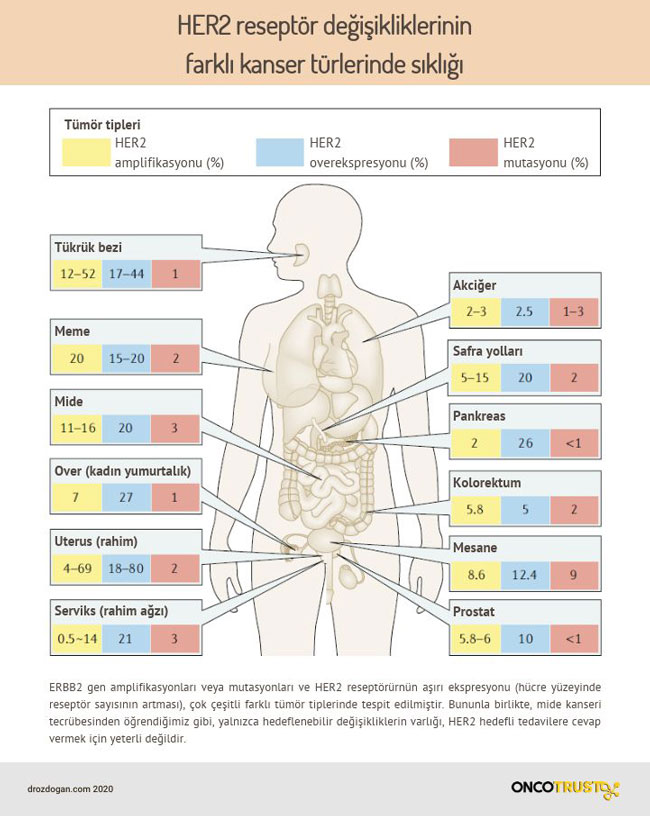 her2 reseptor degisikliklerinin farkli kanser turlerinde sikligi