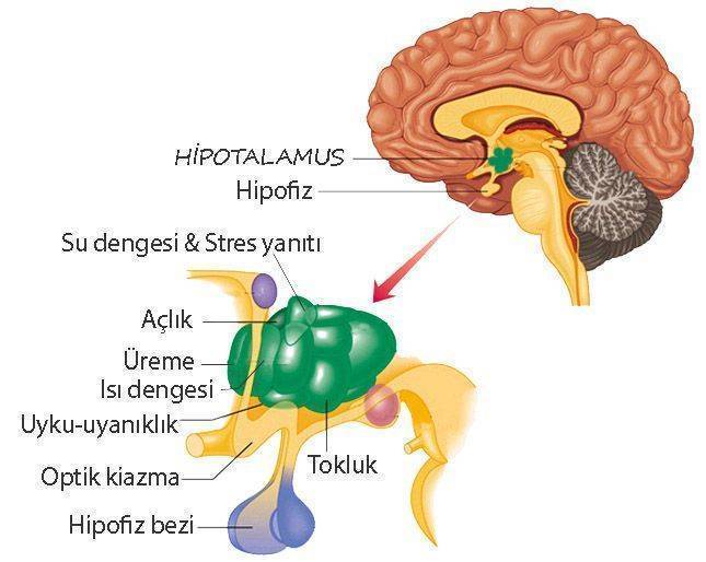 hipotalamusun fonksiyonları ne iş yapar