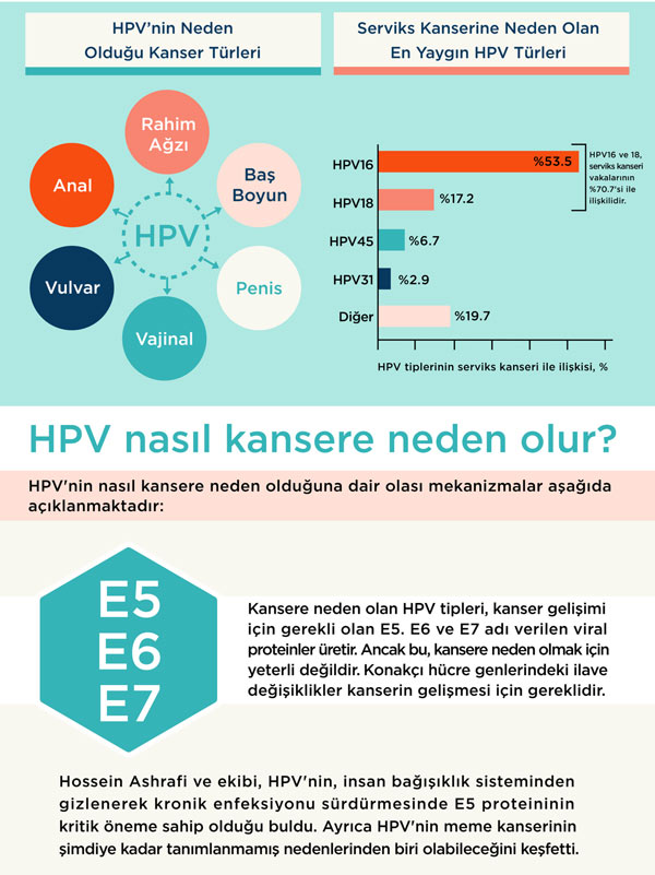 HPV nasil kansere neden olur