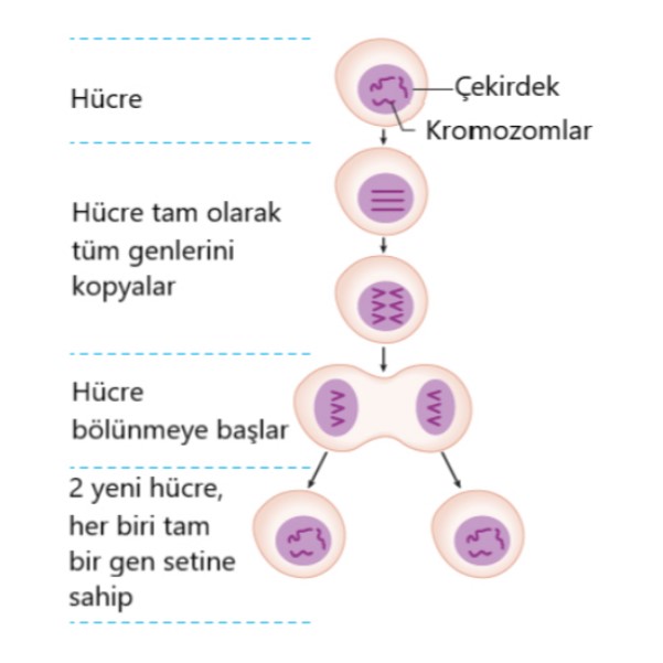 hucre bolunmesi