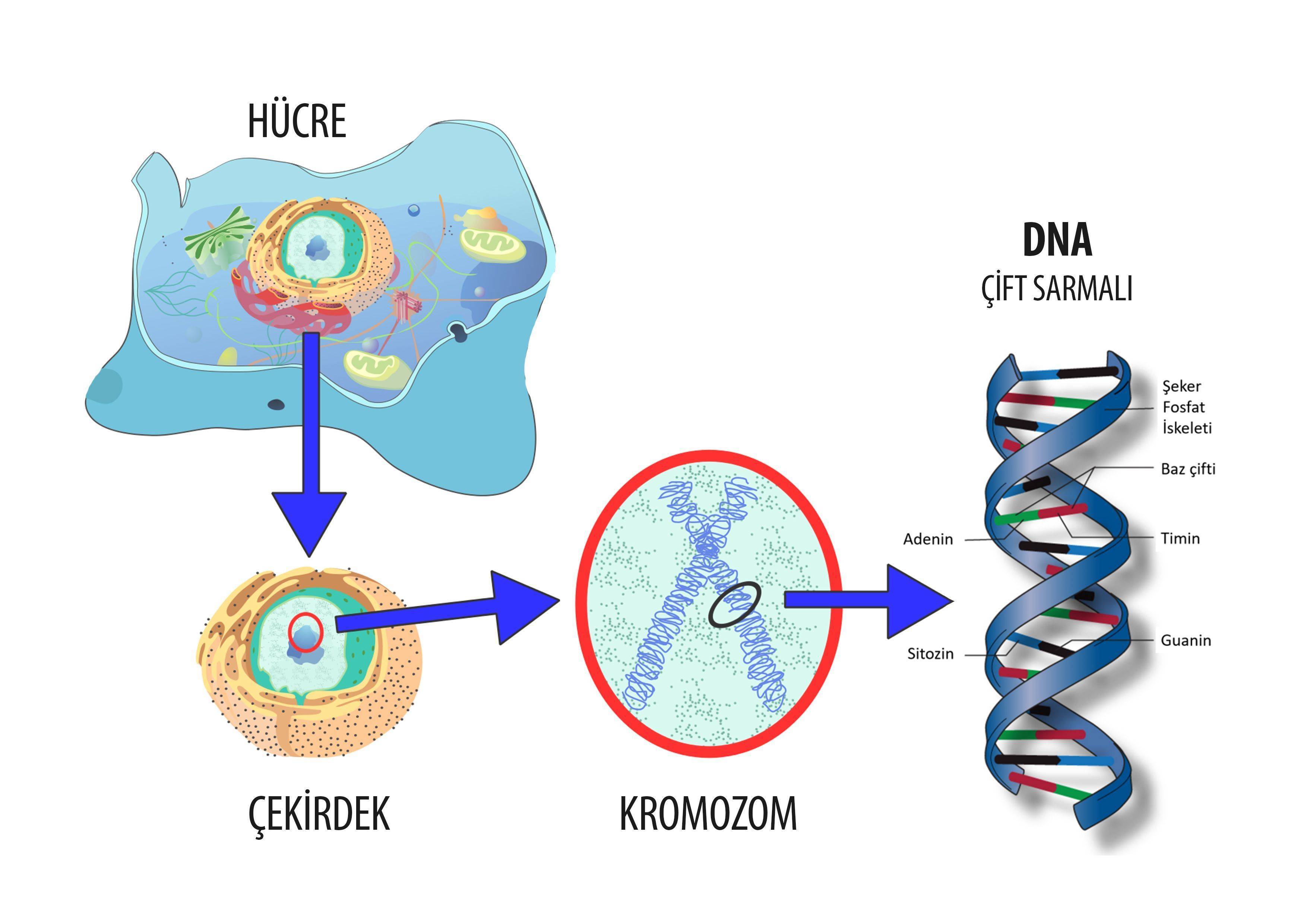 hücre organeller dna kromozom nükleotidler gen