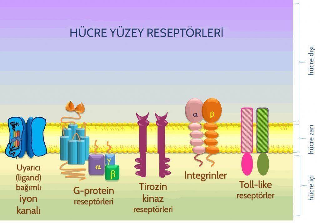 hucre_yuzey_reseptoru_algac_toll_like_resptor_integrinler_tirozin_kinaz_ligand_iyon_kanali_g_protei