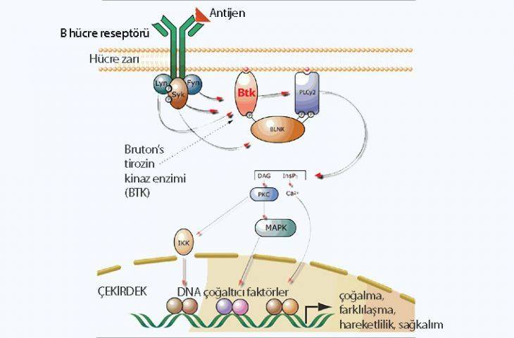 Ibrutinib nedir? Ibrutinib etki mekanizması nasıldır?