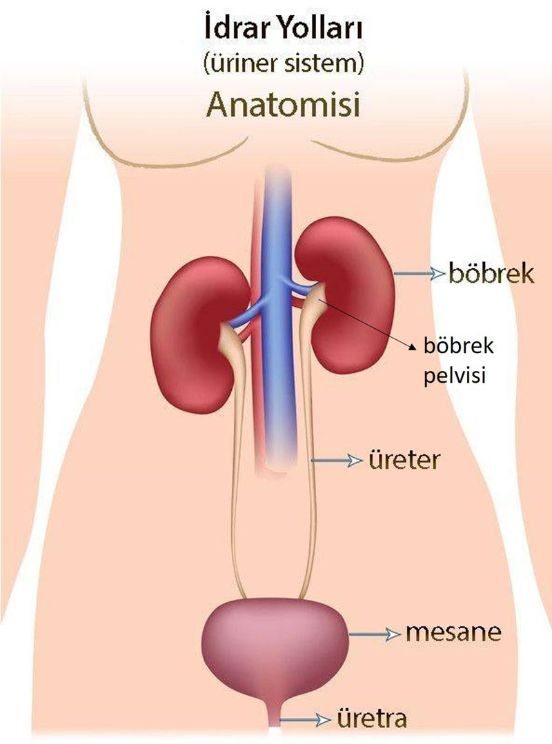 idrar yollari uretalyal sistem anatomisi