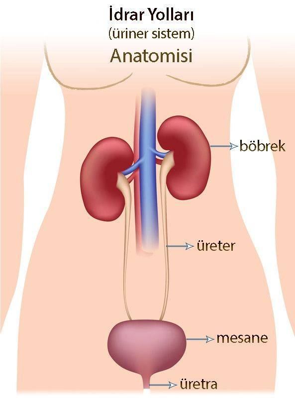 idrar yolları üriner sistem anatomisi