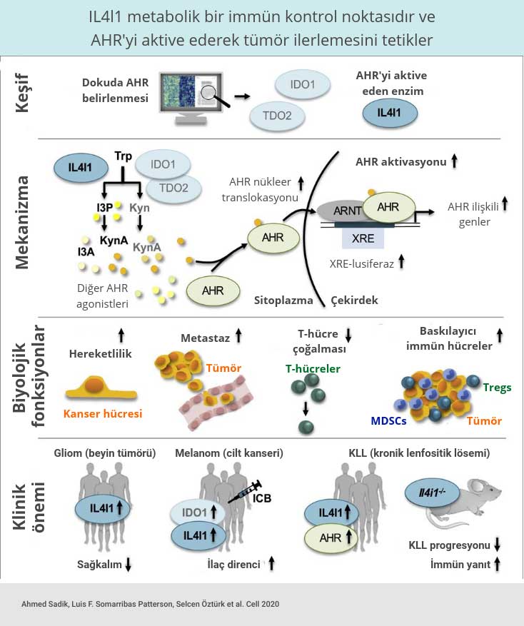 il4l1 enzimi metabolik bir immun kontrol noktasidir ve ahr aktive ederek tumor ilerlemesini tetikle