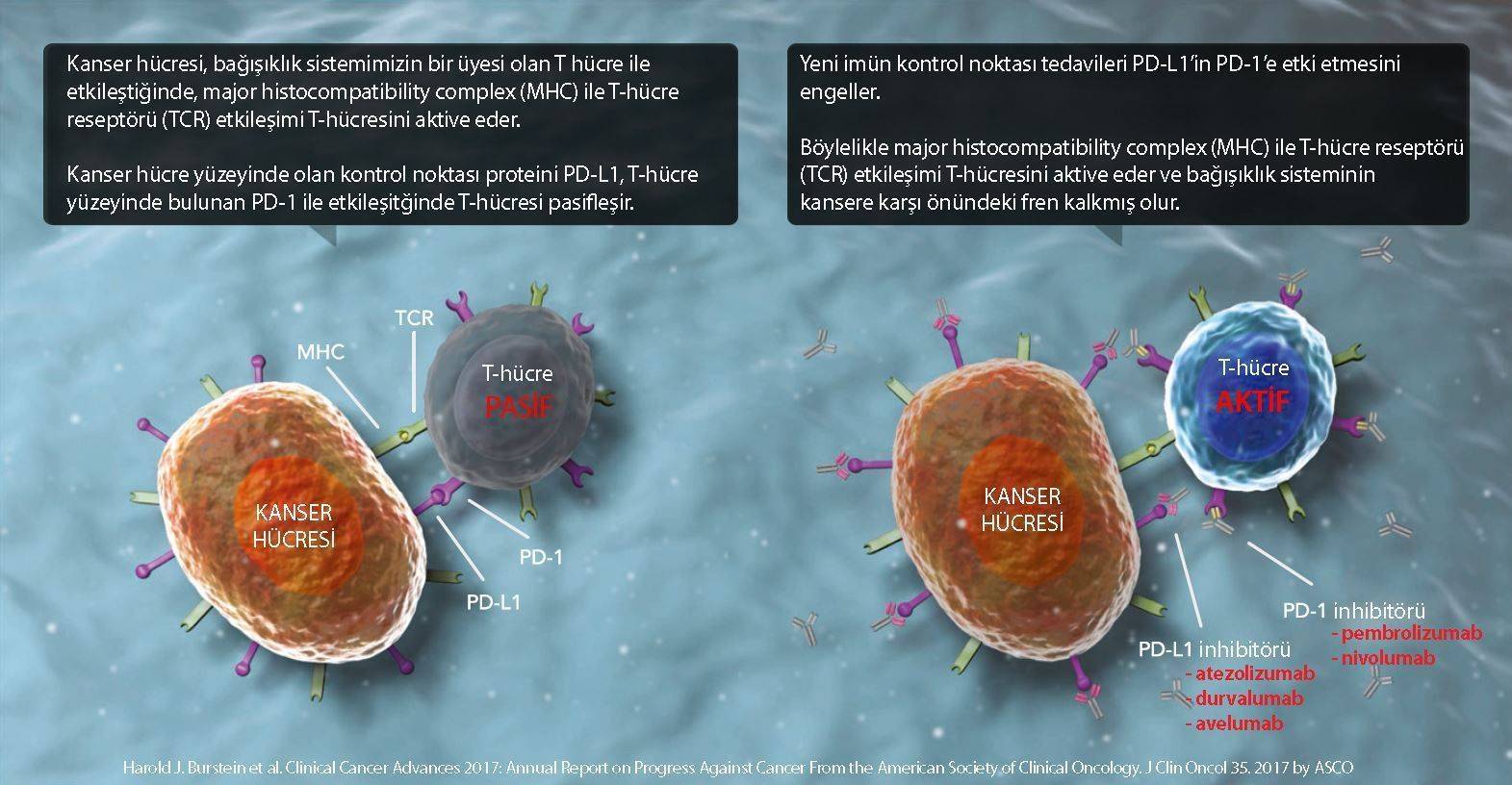 imfinzi durvalumab etki mekanizması kanser tedavisinde immünoterapi