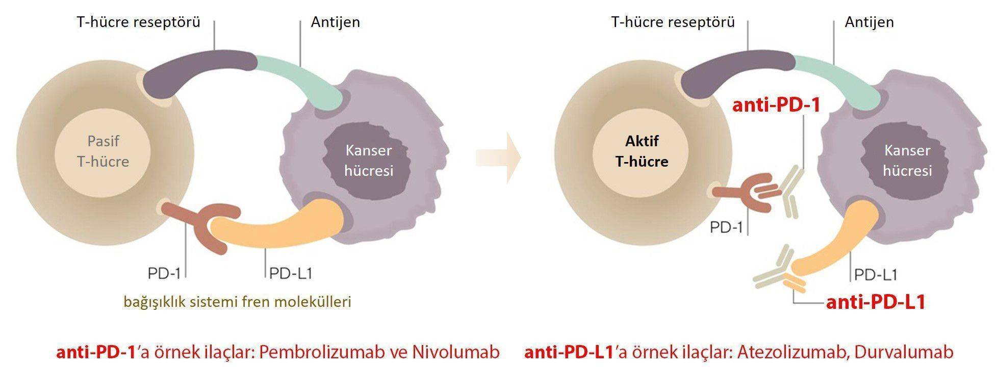 immun kontrol noktasi duzenleyicileri inhibitorleri pembrolizumab keytruda nivolumab opdivo